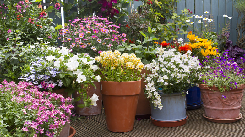 colorful potted flowers