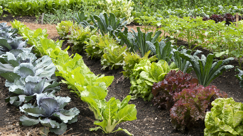 Garden with vegetables