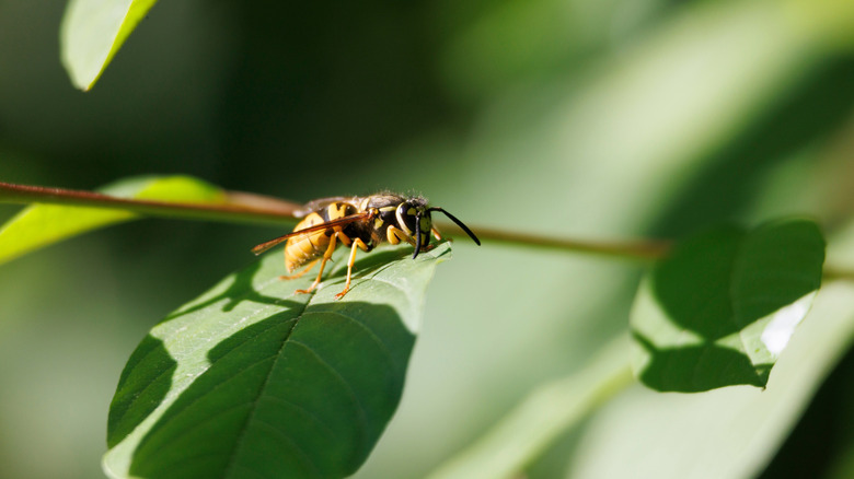 Close-up of a wasp on a green leaf