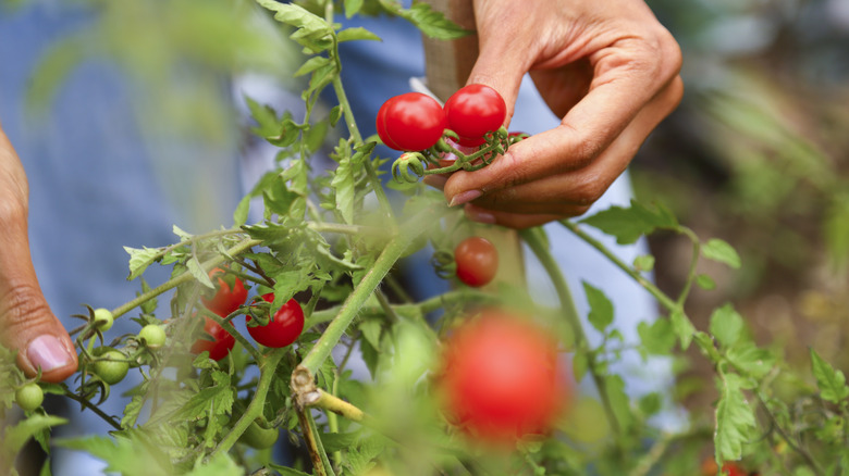 The Genius Way To Trellis Your Tomato Plants Just Uses String