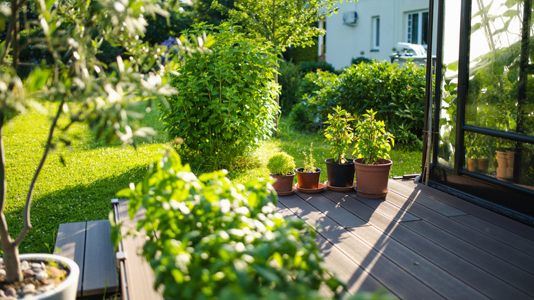A sun-lit, healthy garden with some potted plants placed on a wooden deck