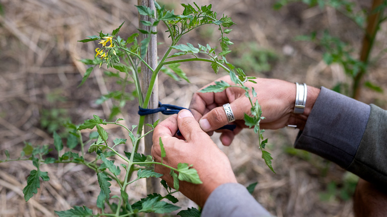 A gardener uses a strip of microfiber cloth to tie a tomato plant to a bamboo stake.