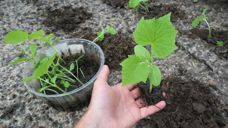 A gardener's hand holds a cucumber seedling above the ground before planting it into a newly tended garden bed.