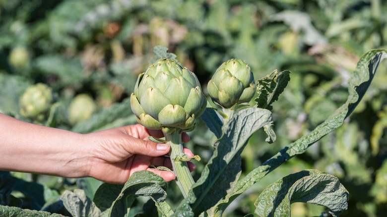 Hand holding globe artichoke