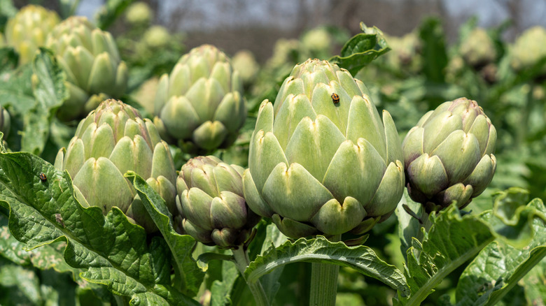 Globe artichokes growing in the garden
