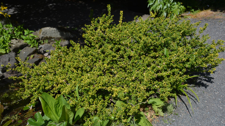 Japanese holly shrub