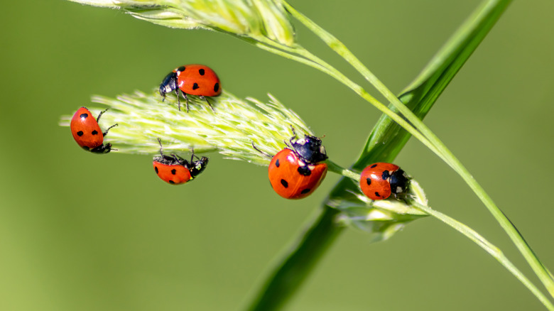 A group of ladybugs