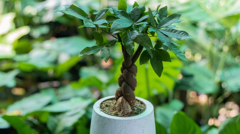 A braided Money tree (Pachira Aquatica) in a white stone pot