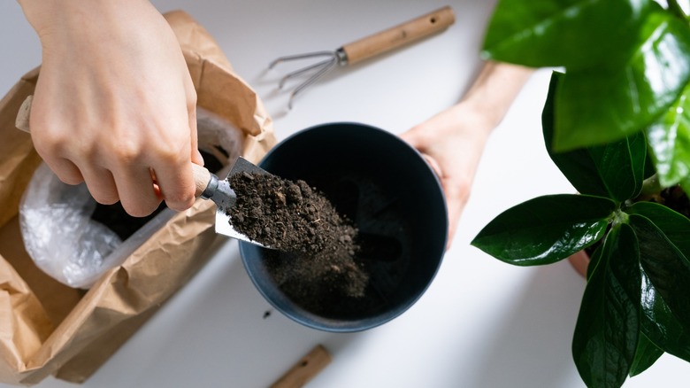 A person transplanting a houseplant