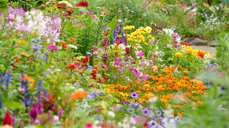 A garden bed full of colorful flowers
