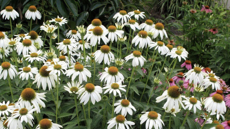 A closeup of densely growing Crazy White coneflowers
