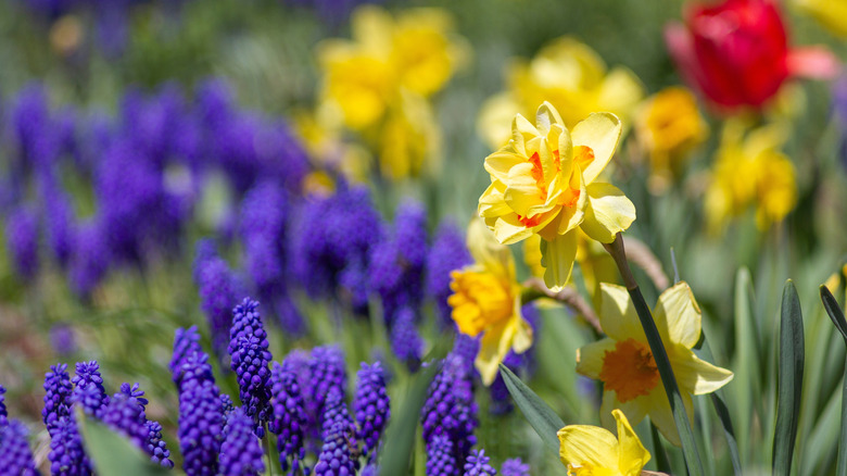 Daffodils growing alongside grape hyacinths in a garden bed