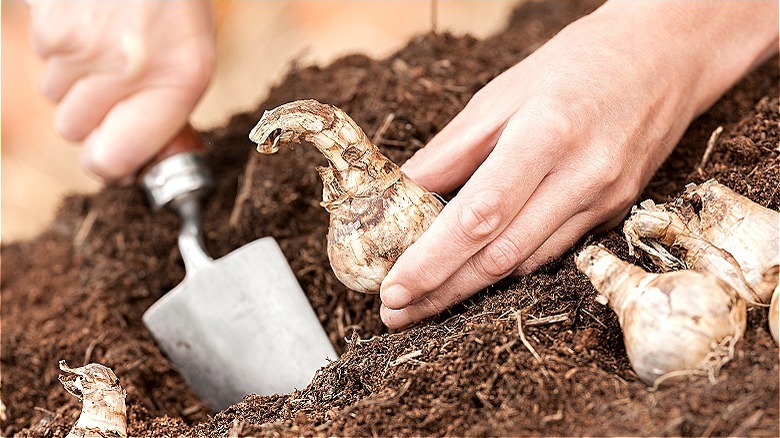 person planting daffodil bulbs