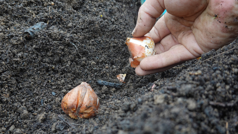 Person planting daffodil bulbs in garden soil