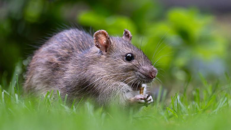 Large brown rat in the garden