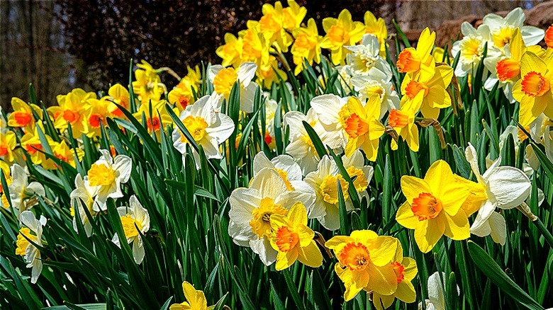 yellow and white daffodils
