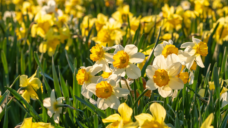 Densely growing daffodil flowers up close