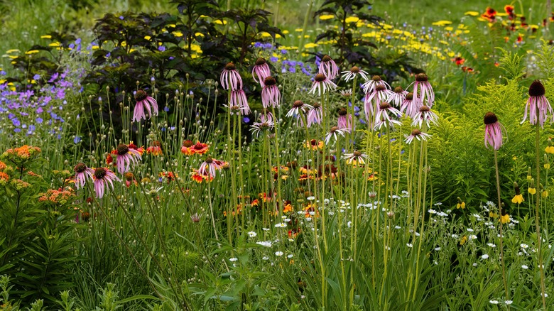 gaillardia and echinacea