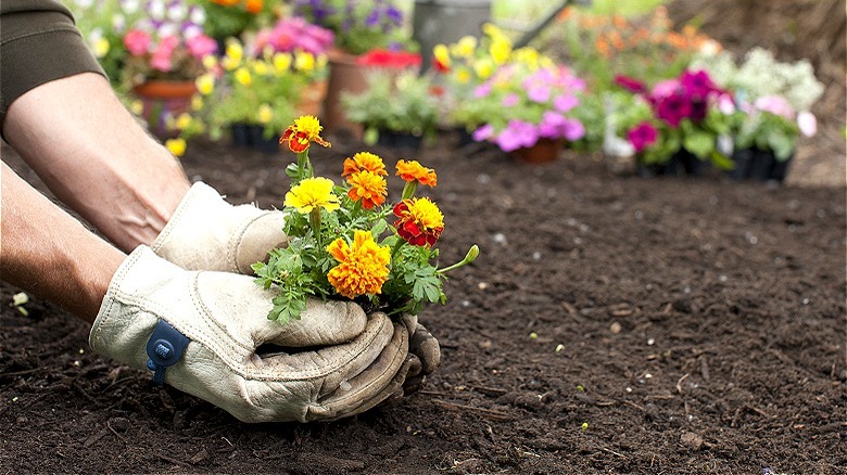Gloved hands planting marigold plant