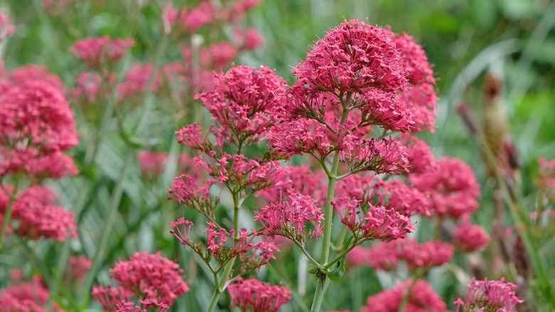 Pink red valerian flowers