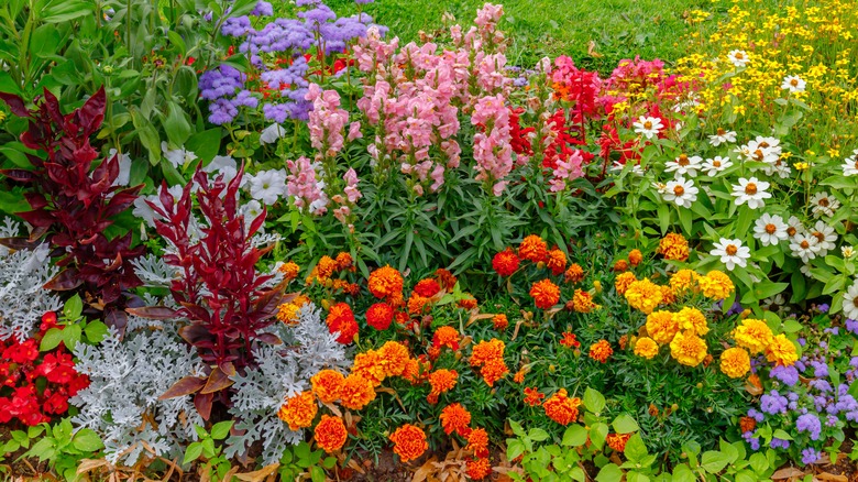 multicolored flowers in green lawn