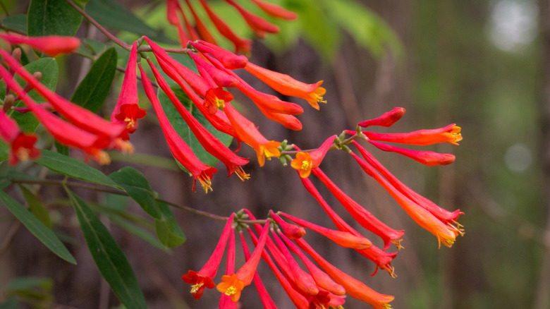 Closeup of the vibrant blooms on a coral honeysuckle plant