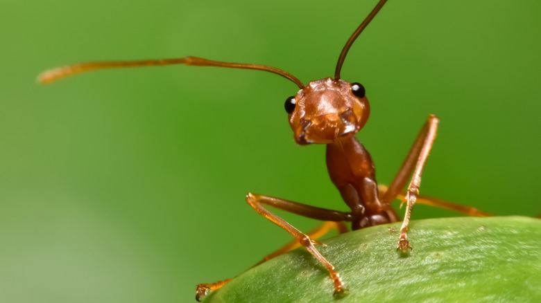 Ant on a garden leaf