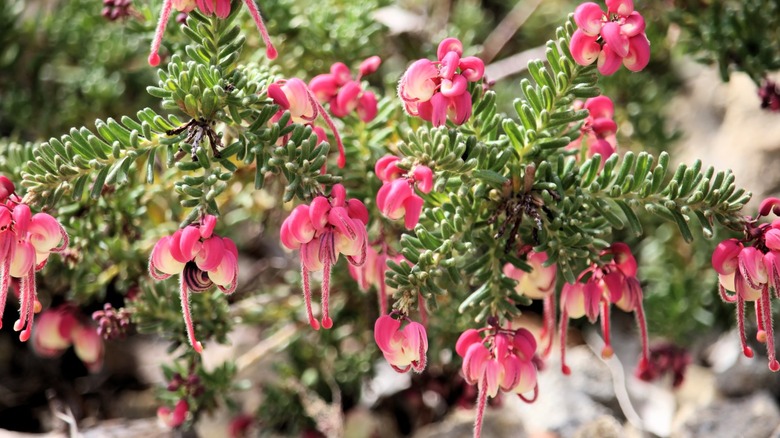Close-up of woolly grevillea with pink flowers