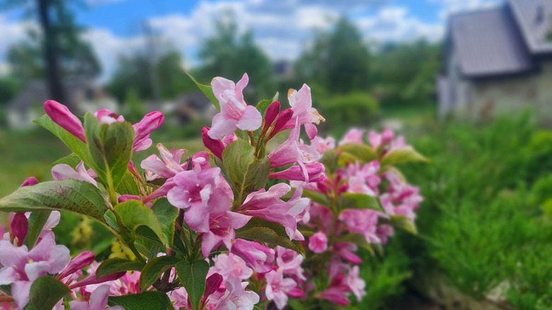 Weigela flowers decorating landscape design