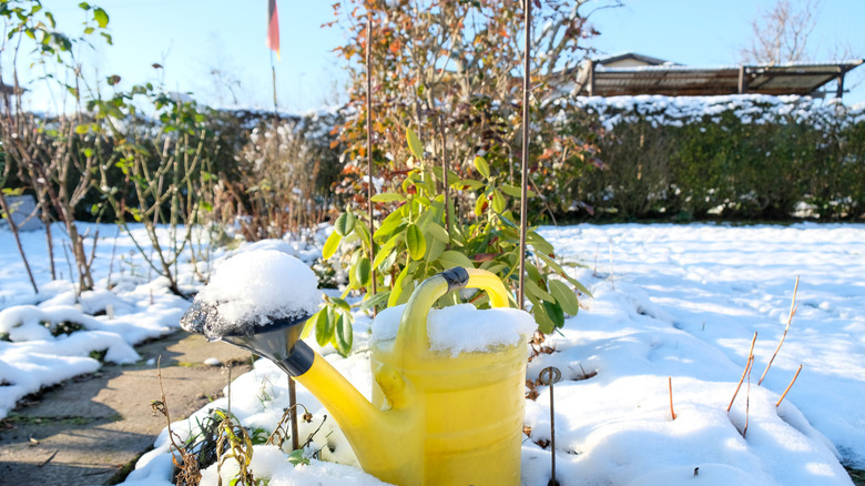 Winter garden with snow