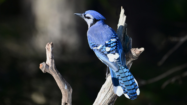 Blue jay on branch