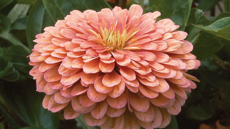 A large peach colored zinnia flower.