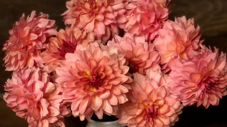 A bouquet of 'Cara Elizabeth' dahlias