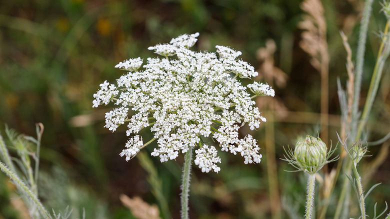 A white dara flower growing in the wild.