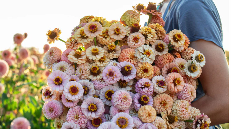A gardener holding a large bouquet of Little Flower Girl zinnias.