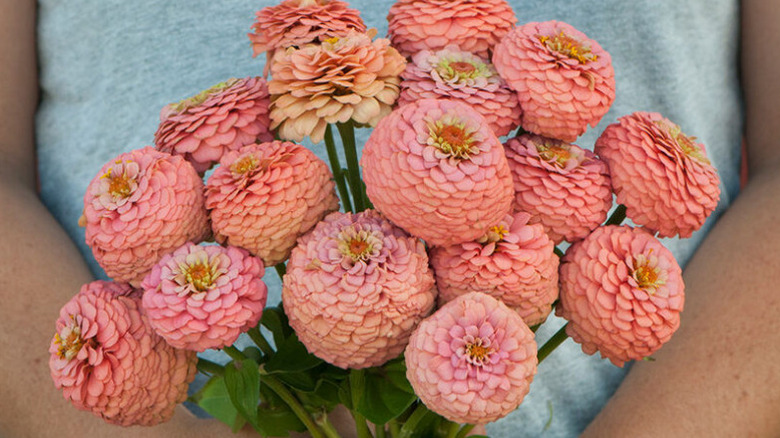 A bouquet of pink Oklahoma Salmon zinnias.