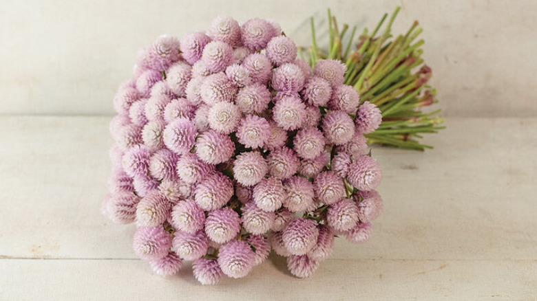 A bouquet of "Qis Pink" gomphrenas