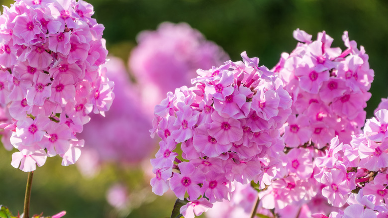 Beautiful phlox flowers in full bloom.