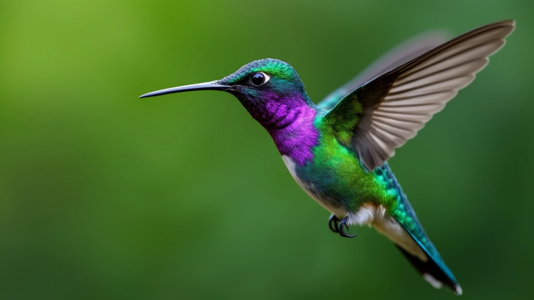 Hummingbird in flight.