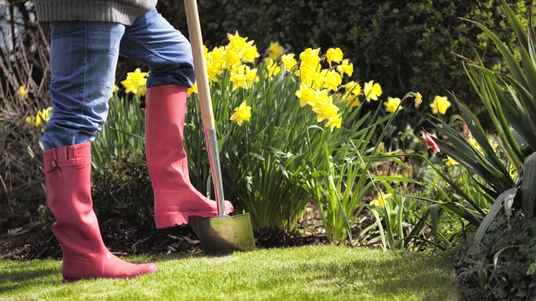Daffodil Garden: A Natural Way to Keep Groundhogs Away from Your Lawn