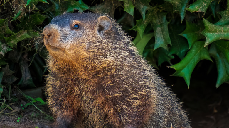 groundhog in front of a holly bush