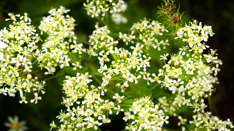 Close up of blossoming sweet woodruff (Galium odoratum)
