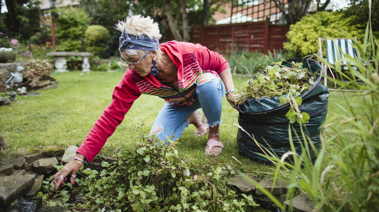 Woman weeding her garden and placing them in a bag