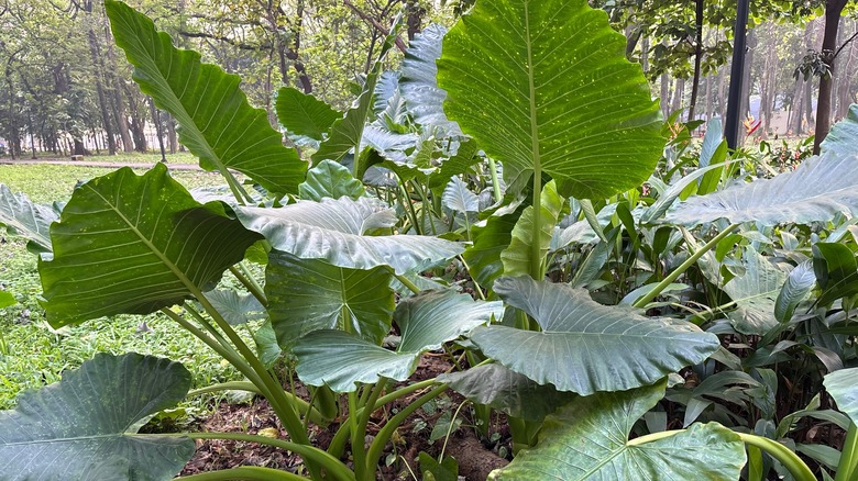 Cluster of elephant ear in garden