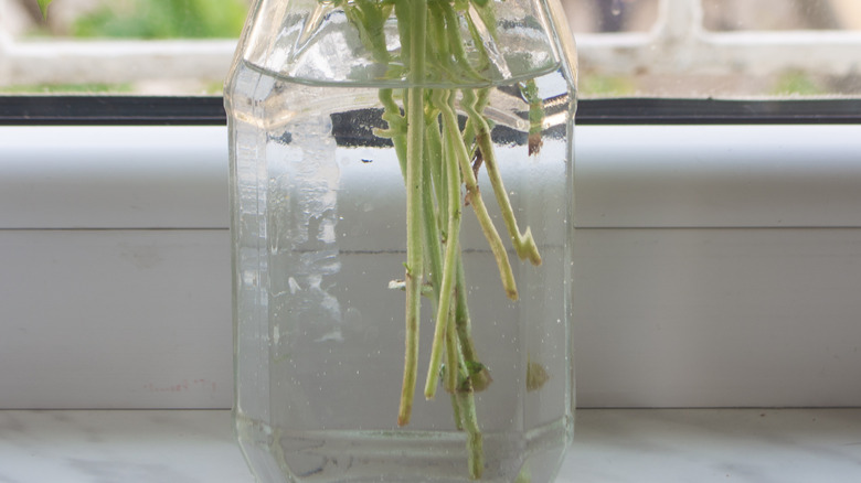 Stems in water jar