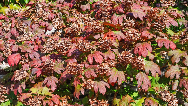The leaves of an oakleaf hydrangea with bright red, reddish-brown, yellow, and green shades