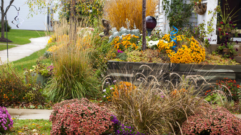 A vibrant garden in the fall, with ornamental grass and colorfully mums