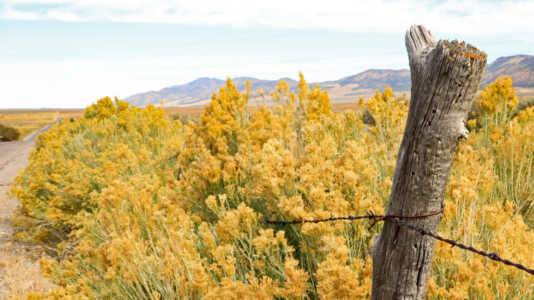 golden rabbitbrush blooms by rural fence post