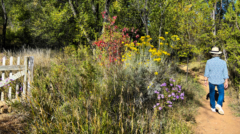 person walking through garden with rabbitbrush