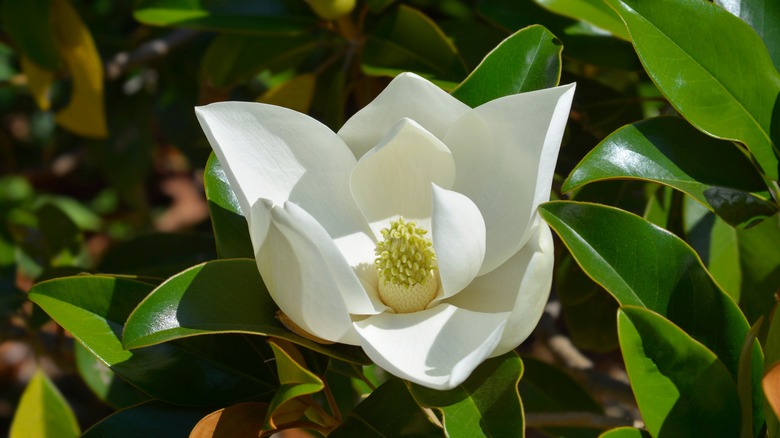 Closeup of Magnolia grandiflora flower